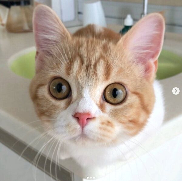 見つめるころんちゃん