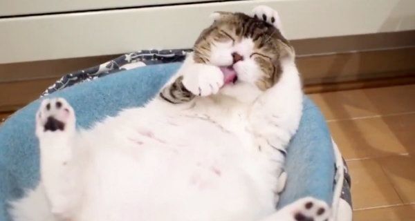 毛づくろいをするスコティッシュフォールド