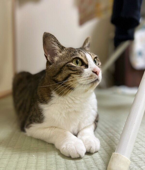 寝転んで何かを見上げるオレオちゃん