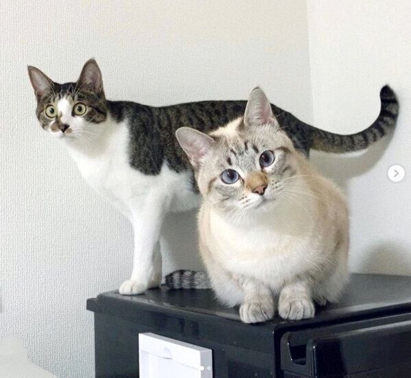 キッチンで飼い主さんを見つめるごんぞうくんとにぼしちゃん