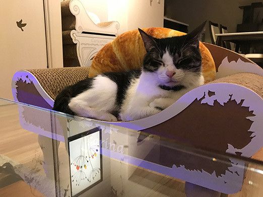 猫が人間らしくなる瞬間