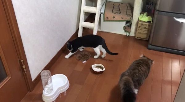 床をかく猫