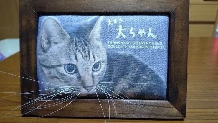 猫ひげフレーム