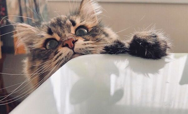 ちらっ…と顔を見せるヤマネコくん