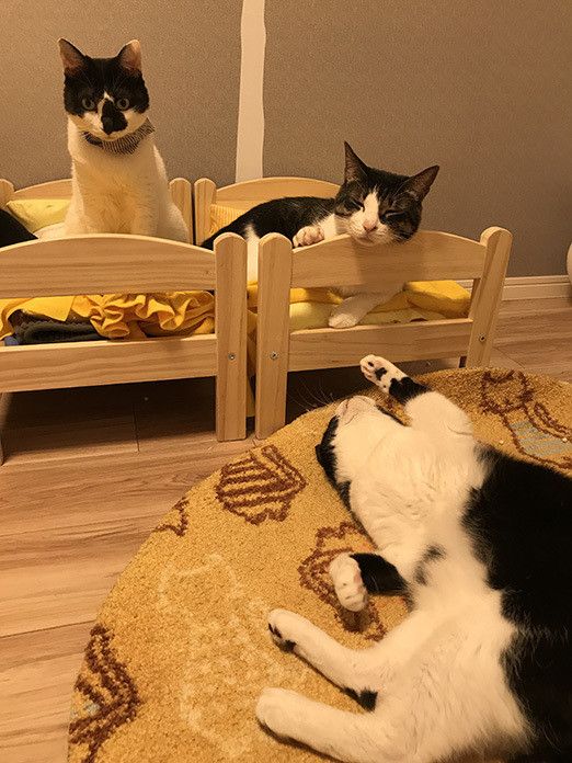 ポポロンファン必見！ ベッドの上のおねむポポロン