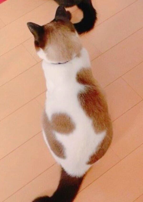 こんがり焼け模様ができたぽんちゃん