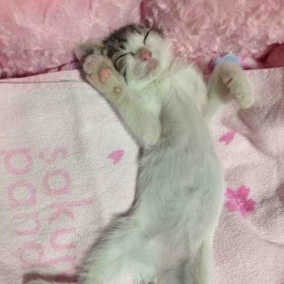 爆睡するすももちゃん