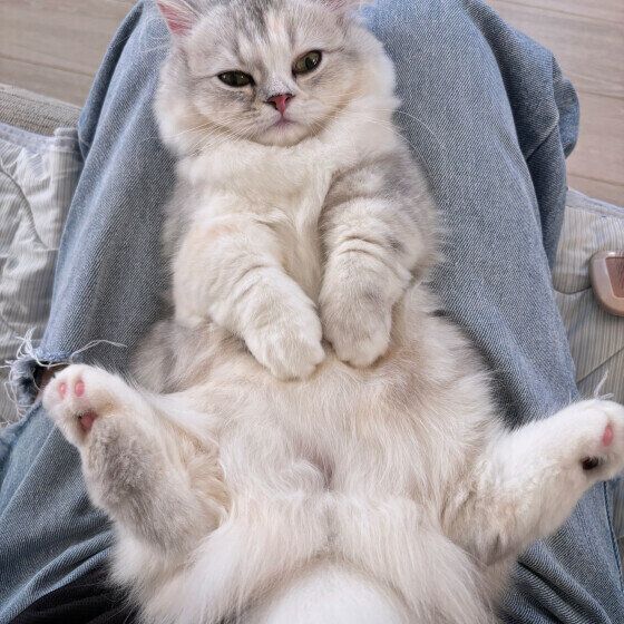 飼い主さんの足の上でくつろぐこっとんちゃん