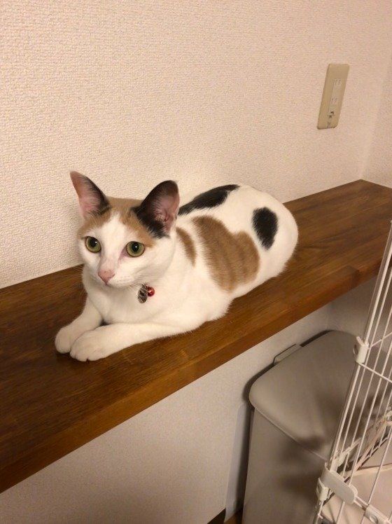 猫が 安心 しているときに見せる６つのしぐさ ねこのきもちweb Magazine