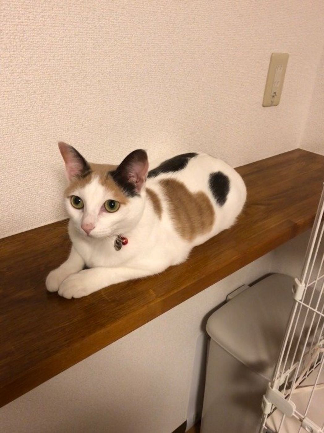 猫が 安心 しているときに見せる6つのしぐさ ねこのきもちweb Magazine 猫が 安心 しているときに見せる6つのしぐさ ねこのきもちweb Magazine