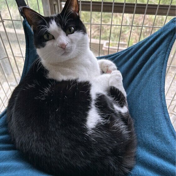 日本ネコの初夏ちゃん