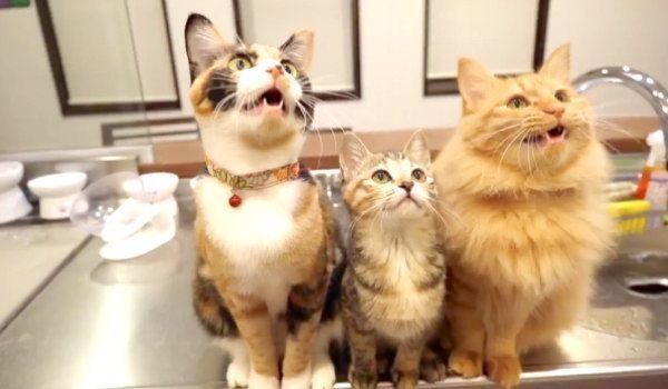 リズムに乗ってシンクロするひじきちゃん、しじみちゃん、いなりくん