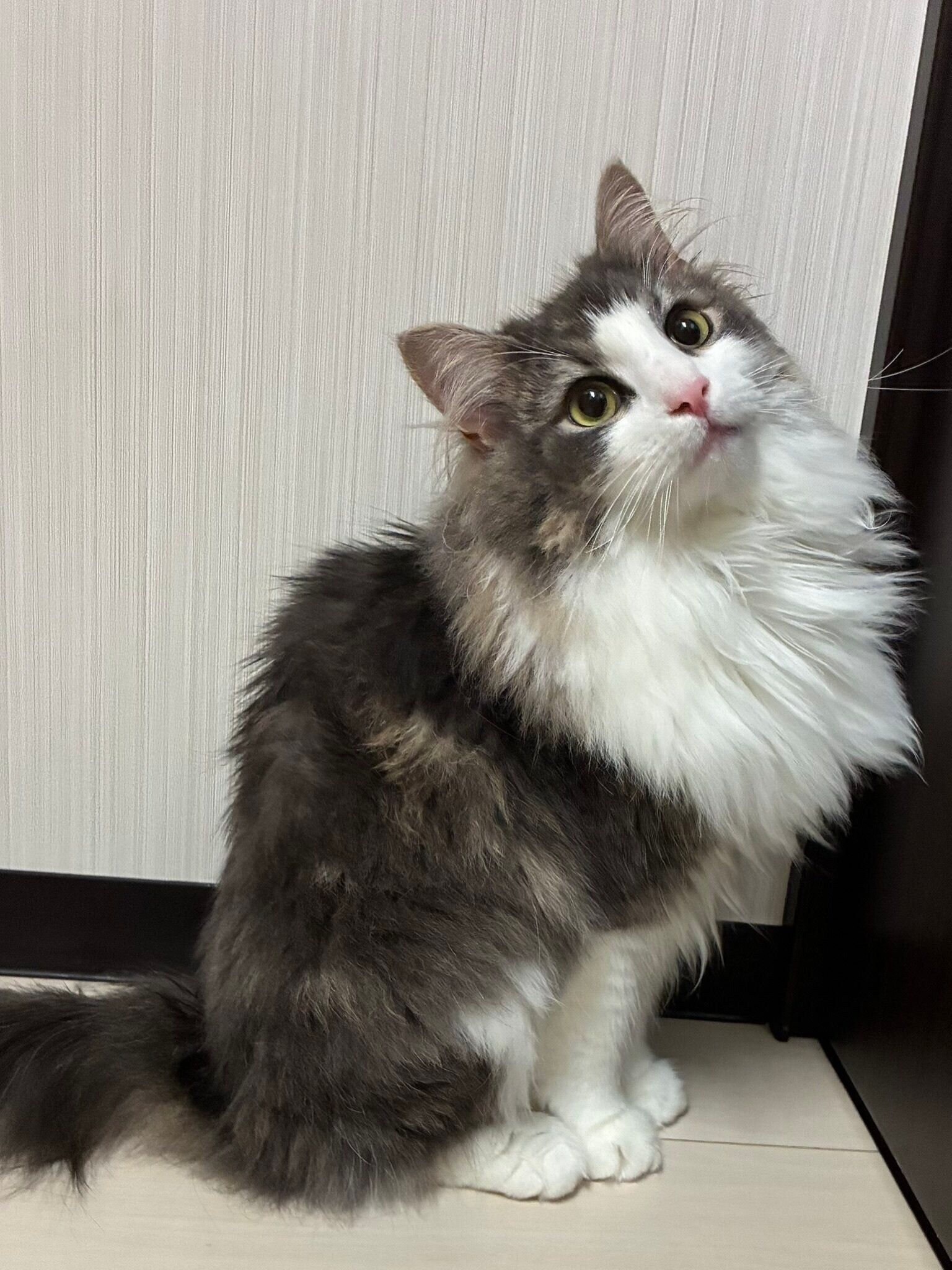 遊んでもらうのを待っているノルウェージャンフォレストキャット