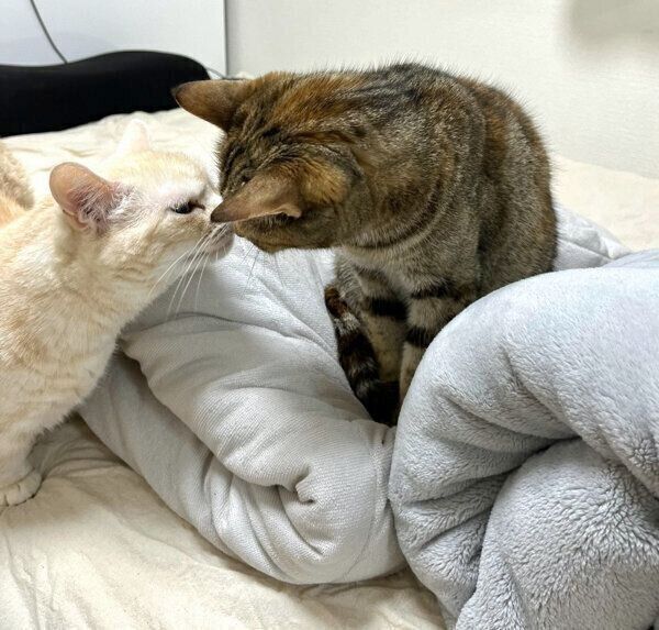 鼻キスをするさくらちゃん、かえでちゃん
