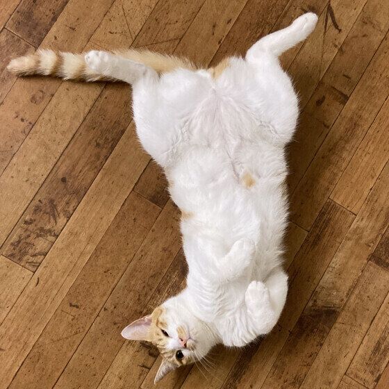 お腹を見せる茶白猫