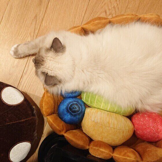 バーマンのシャルルくん