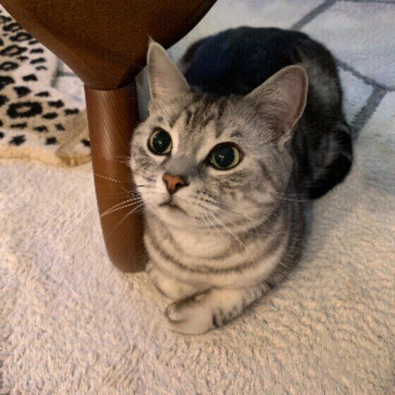 見上げるアメリカンショートヘア