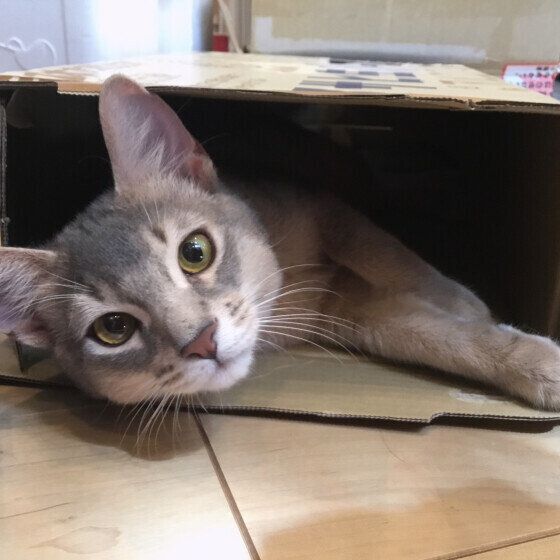 段ボール箱に入っているアビシニアン