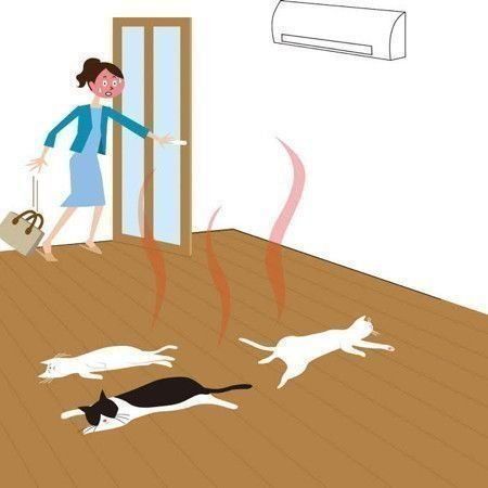 熱中症になった猫