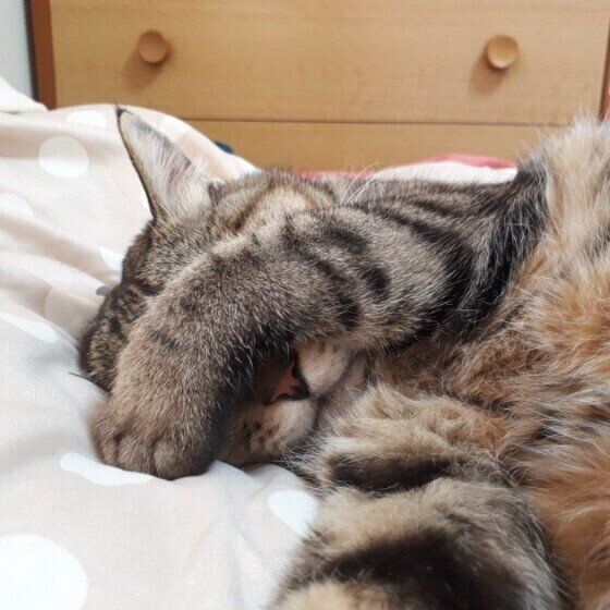 まぶしい寝をするキジトラ猫