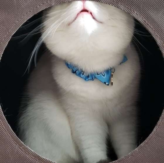 マンチカンのごままるくん