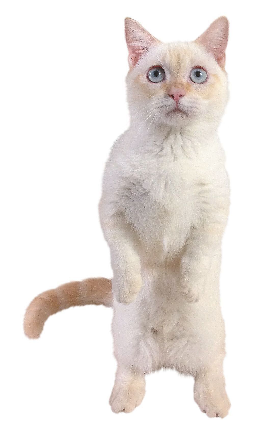 写真／ねこのきもち2019年4月号「We Love ニャンポーズ」