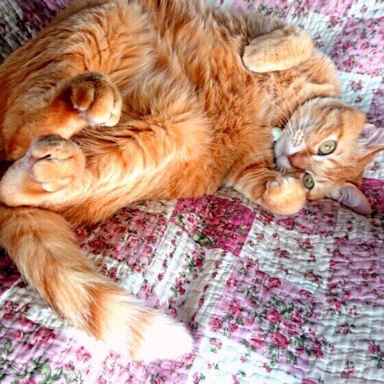 茶トラ猫のきなこちゃん