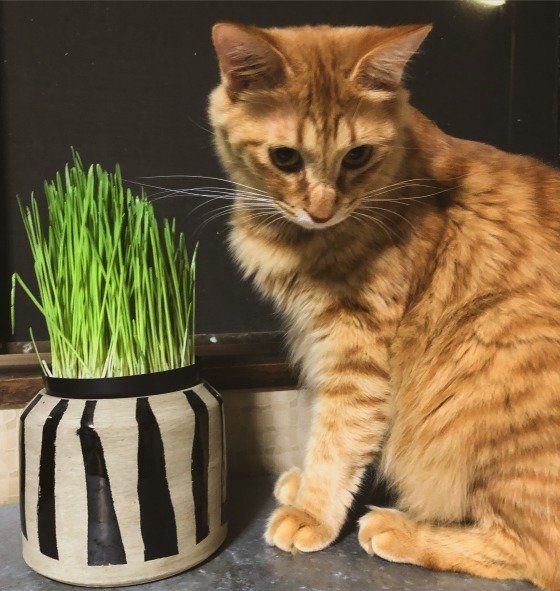 ねこ草と茶トラ