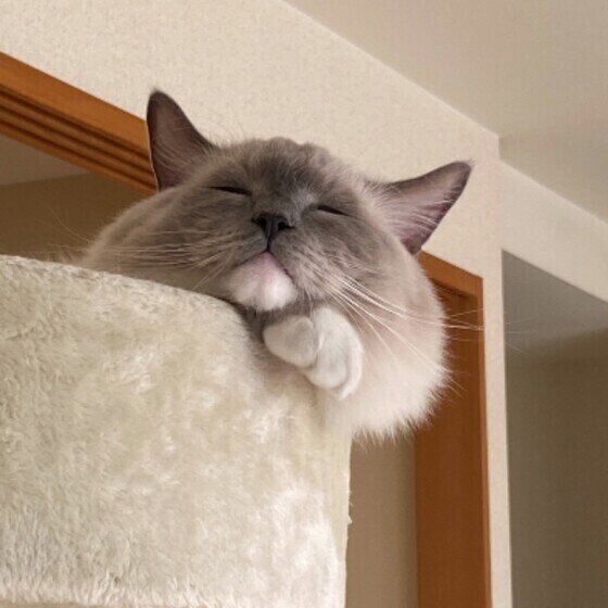 ラグドールの五右衛門ちゃん