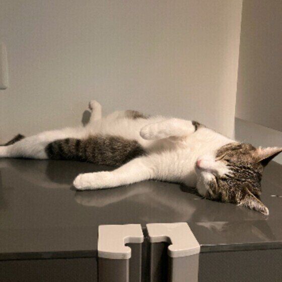 冷蔵庫の上でくつろぐころんちゃん