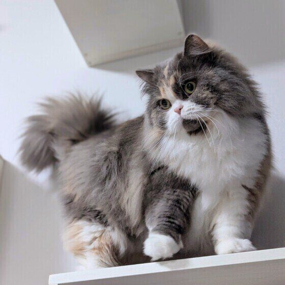 サイベリアンの麗（うらら）ちゃん