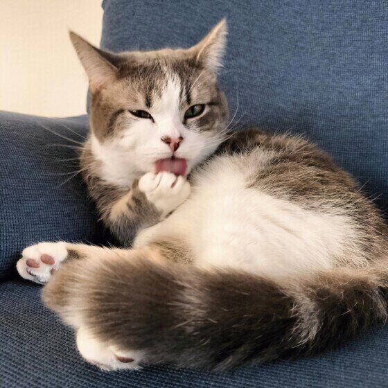 毛づくろいするゆきちくん