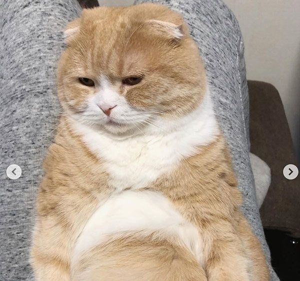 くつろぐスコティッシュフォールド