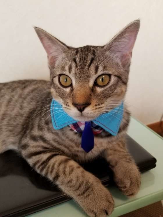 愛情表現だけじゃない!? 猫が人の上に乗ってくる理由は？｜ねこのき 