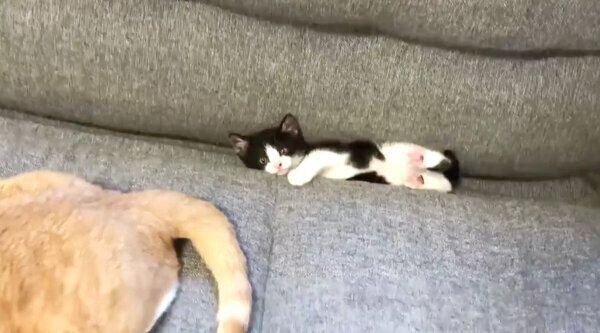 ソファの溝にハマるむーくん