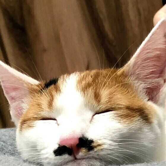 寝ているミケのむぎ茶