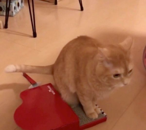 爪とぎ器で遊ぶ猫