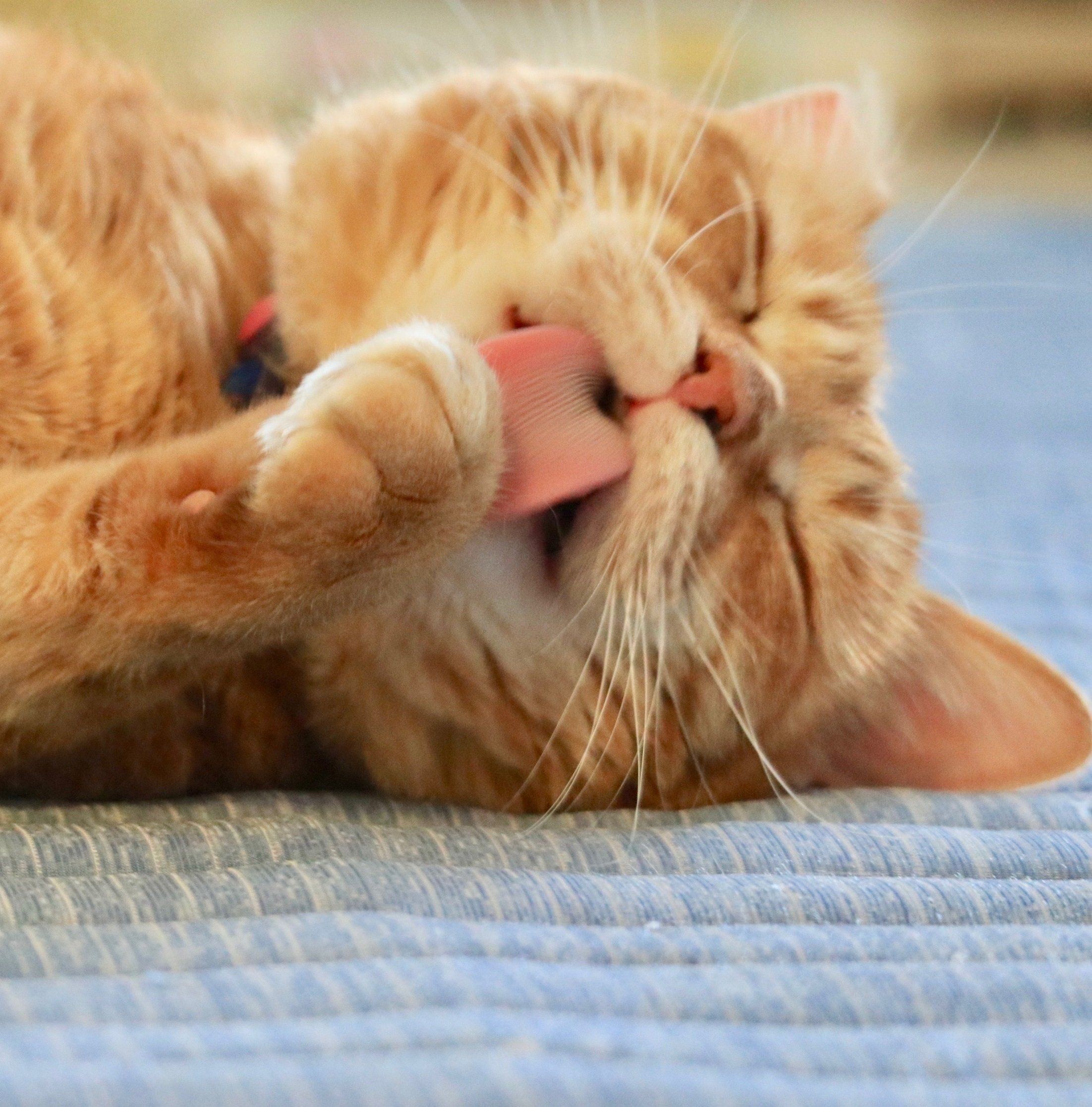 画像提供／御蔵島のオオミズナギドリを守りたい有志の会