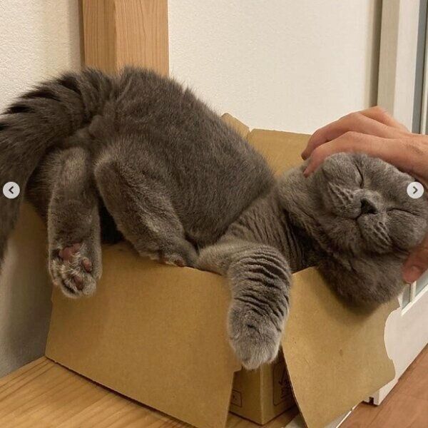 小さな箱にも強引に体をねじ込む?