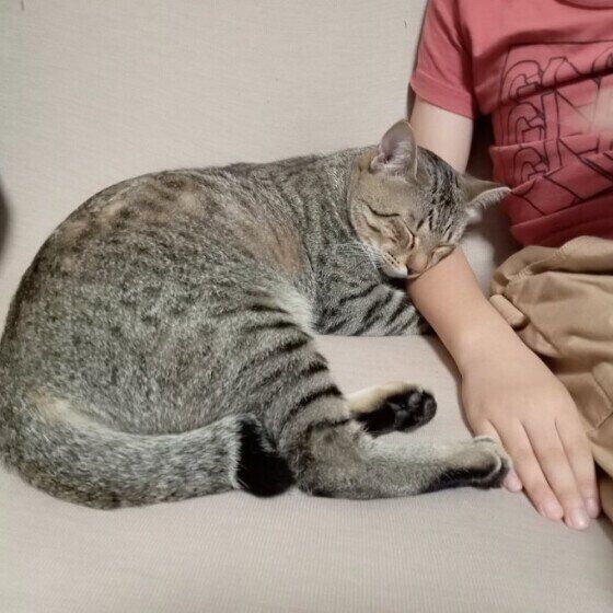 腕枕で眠るキジトラ