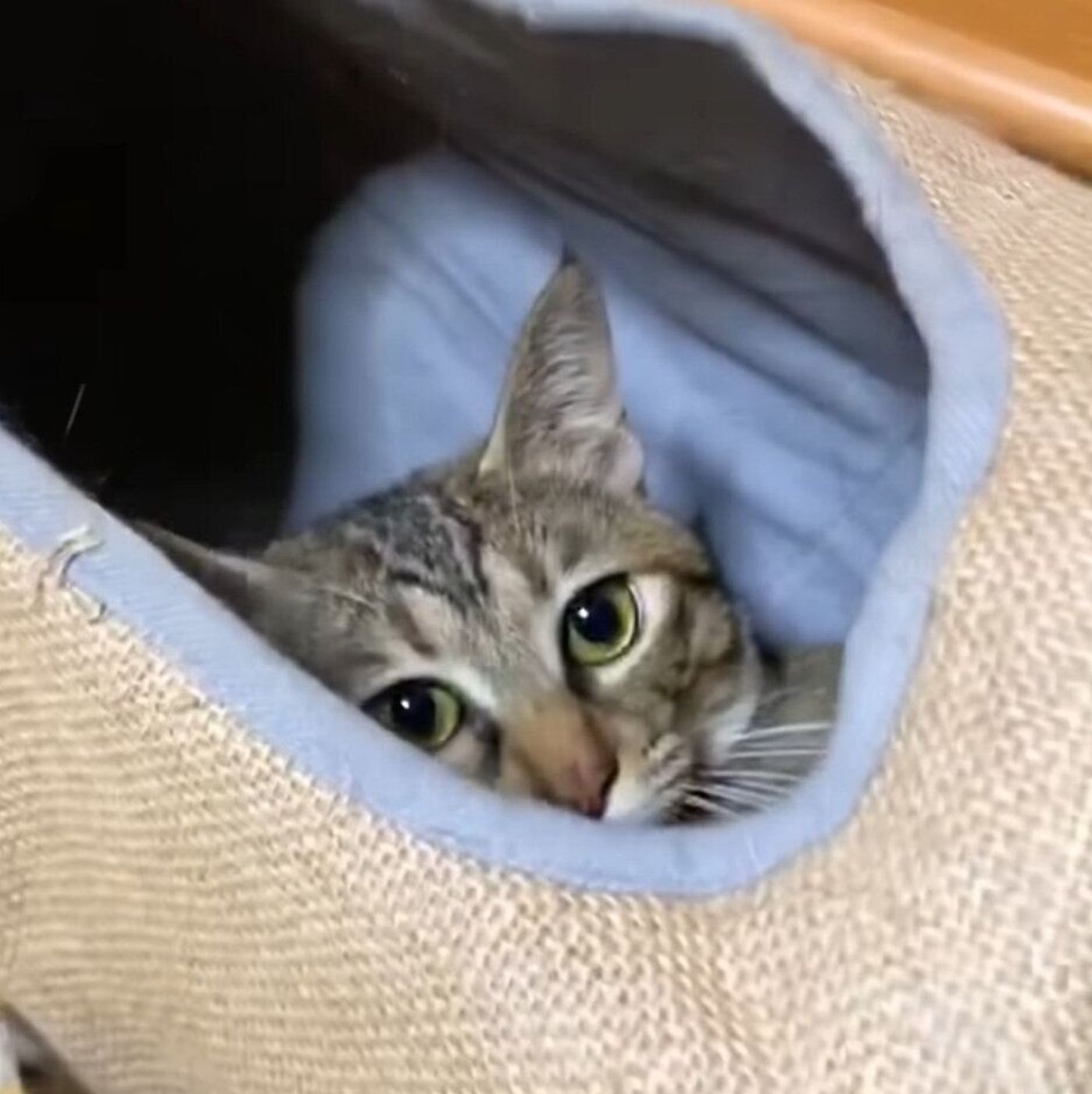 猫姉妹の華麗なるシュワッチジャンプ 突然の行動に柴犬もびっくり ねこのきもちweb Magazine 猫姉妹の華麗なるシュワッチジャンプ 突然の行動に柴犬もびっくり ねこのきもちweb Magazine