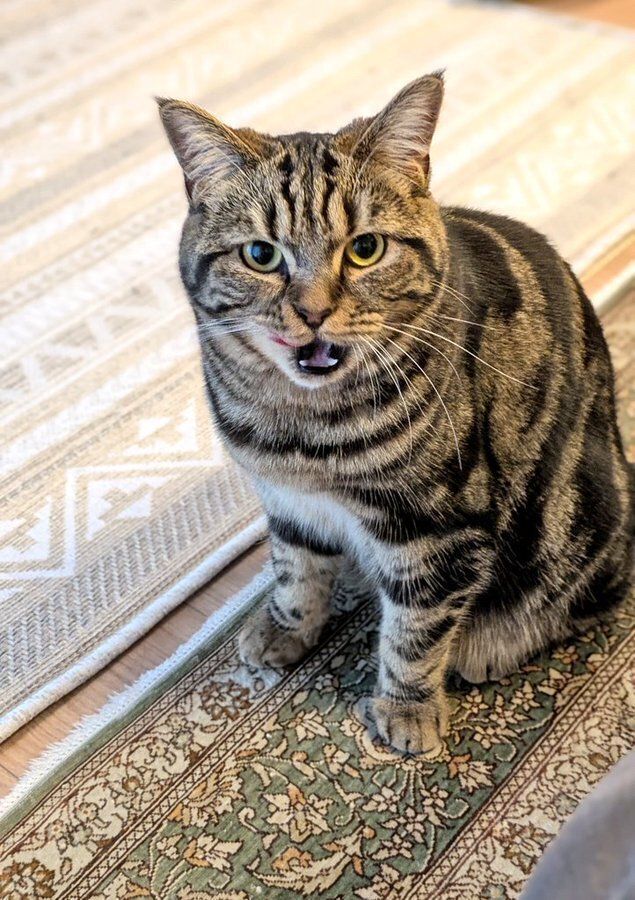 飼い主さんを見上げる猫