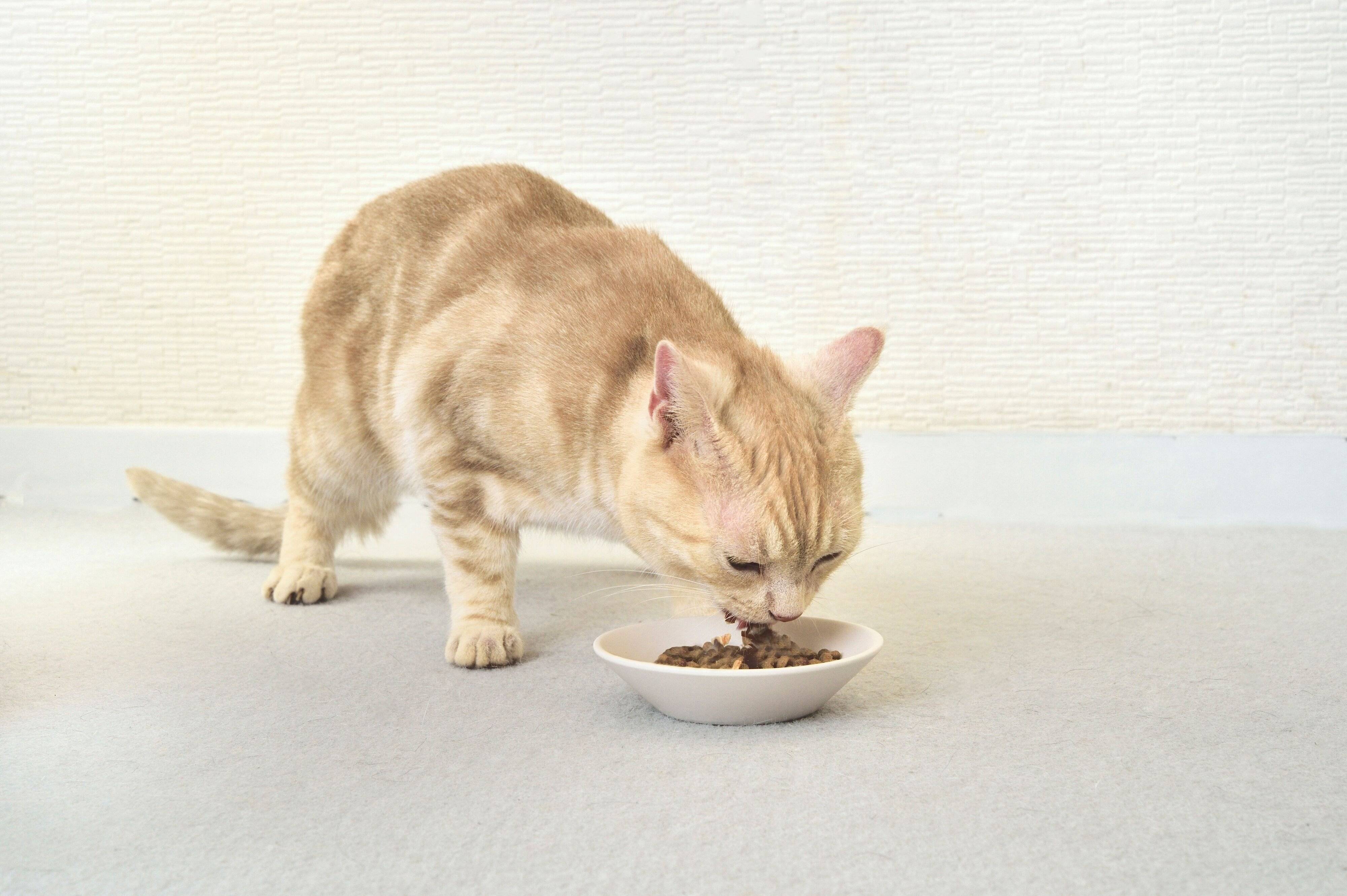 『懐石1dish』を食べる猫