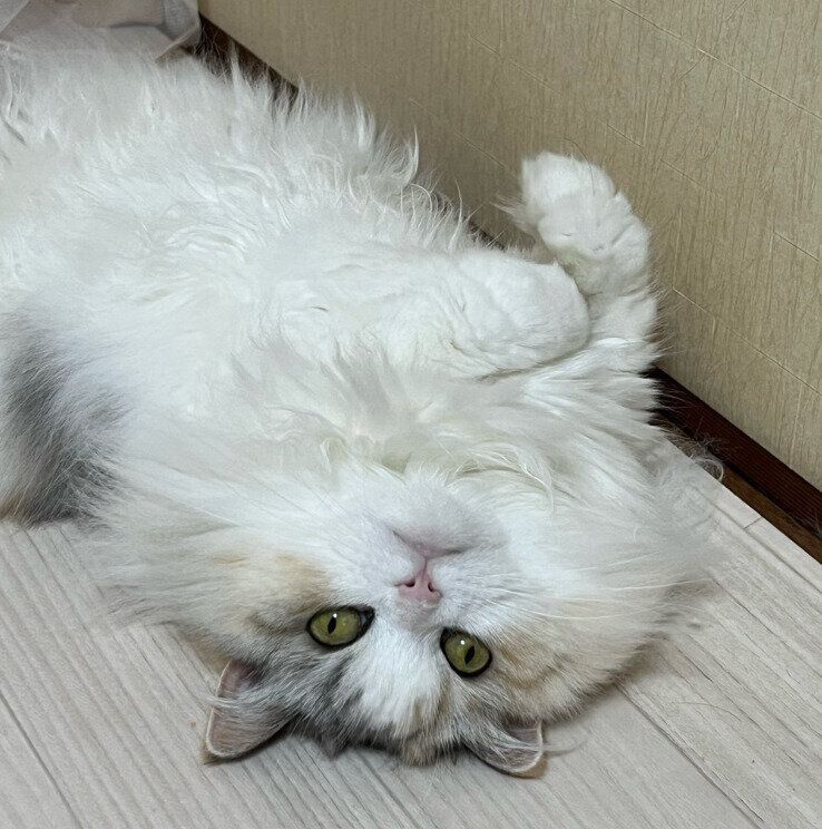 寝転がる3才8カ月のマンチカン