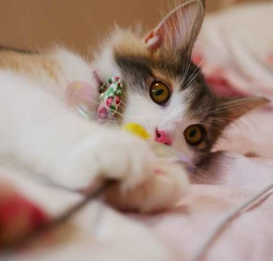 猫じゃらしで遊ぶノルウェージアンフォレストキャット