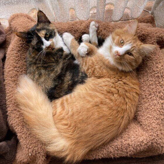 仲良しなレオちゃんたち