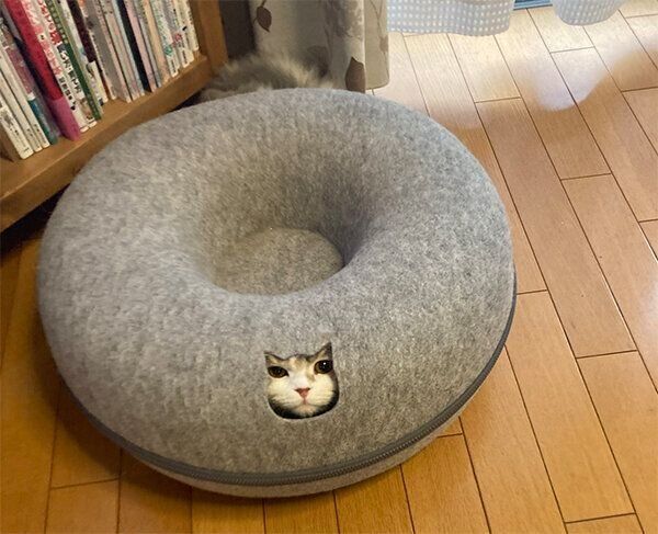 猫型の小窓から顔を出すういちゃん