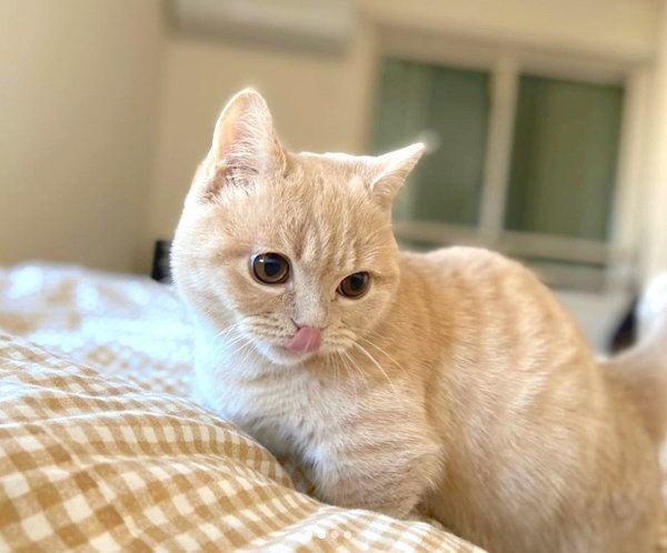 舌を出すむぎくん