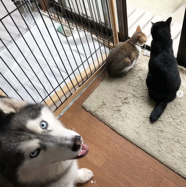 猫とハスキーの日常