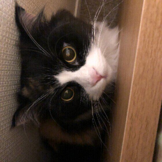 狭いところに隠れるマンチカン